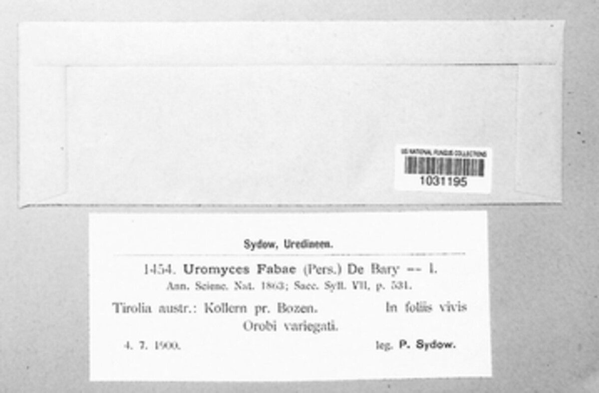 Uromyces viciae-fabae image